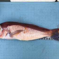 第二八坂丸 釣果