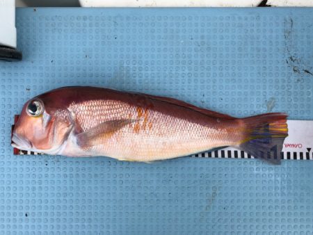 第二八坂丸 釣果