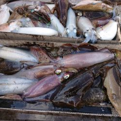 ブルースフィッシングサービス 釣果