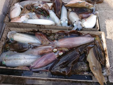 ブルースフィッシングサービス 釣果