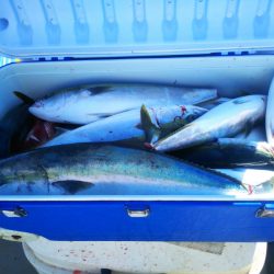 ブルドック 釣果