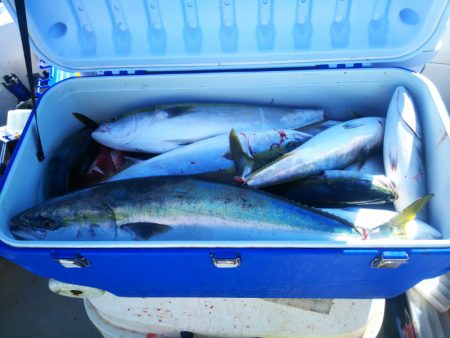 ブルドック 釣果