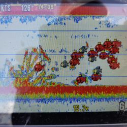 アマテラス 釣果