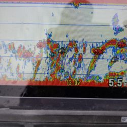 アマテラス 釣果