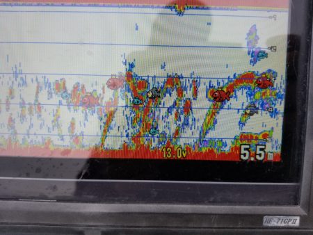 アマテラス 釣果