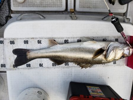 海龍丸（島根） 釣果