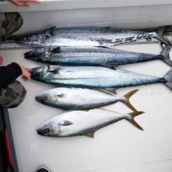 アマテラス 釣果