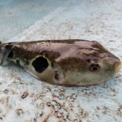 アマテラス 釣果