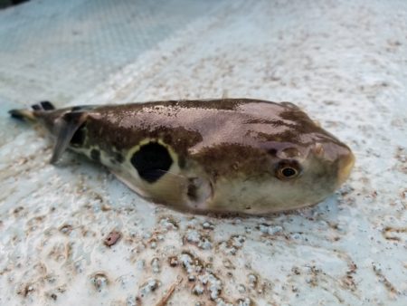 アマテラス 釣果