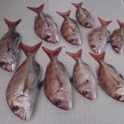 遊漁船 家入 釣果