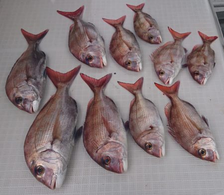 遊漁船 家入 釣果