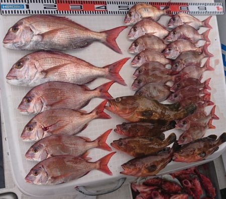 遊漁船 家入 釣果