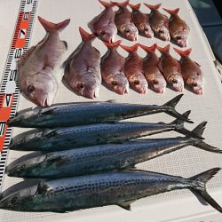 遊漁船 家入 釣果