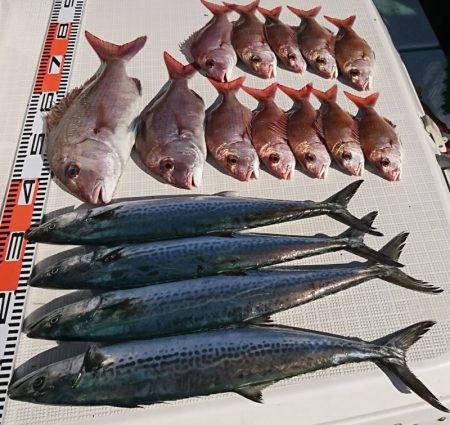 遊漁船 家入 釣果