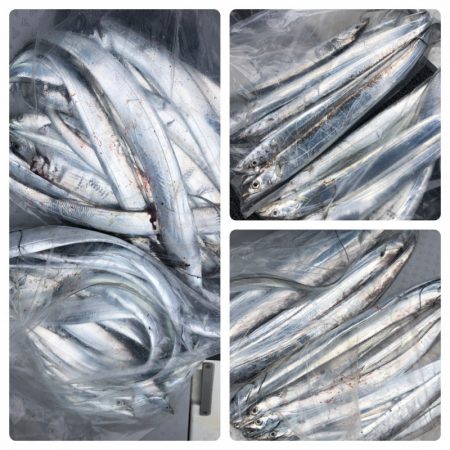 ビッグファイター 釣果