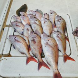 マリンガイド福丸 釣果