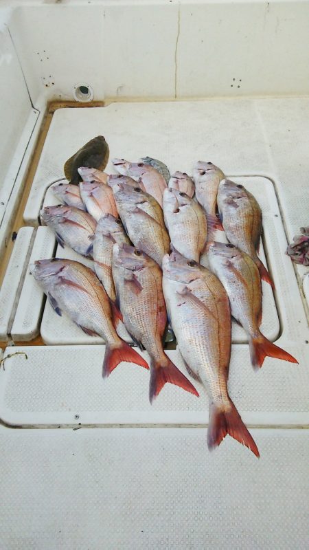 マリンガイド福丸 釣果