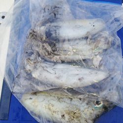 マリンガイド福丸 釣果