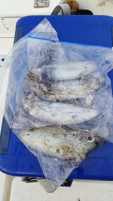 マリンガイド福丸 釣果