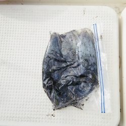 マリンガイド福丸 釣果