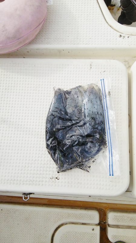 マリンガイド福丸 釣果