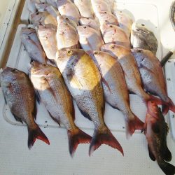 マリンガイド福丸 釣果