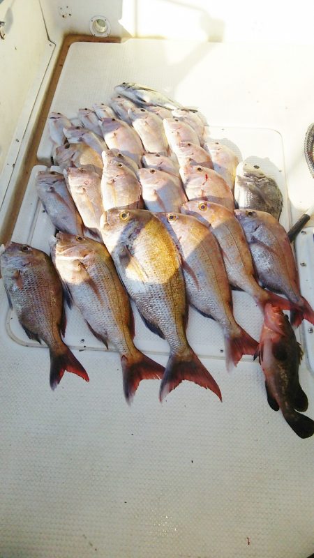 マリンガイド福丸 釣果