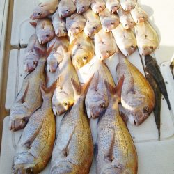 マリンガイド福丸 釣果