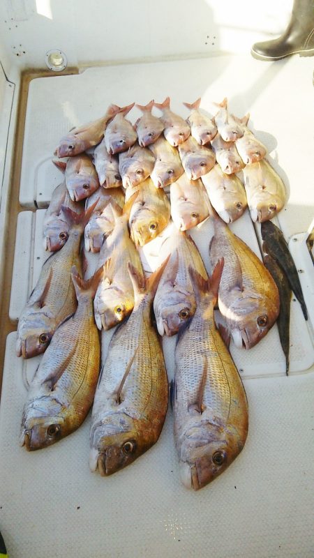 マリンガイド福丸 釣果