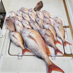 マリンガイド福丸 釣果