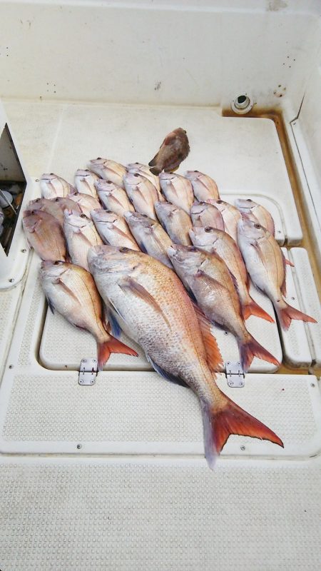 マリンガイド福丸 釣果