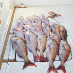 マリンガイド福丸 釣果