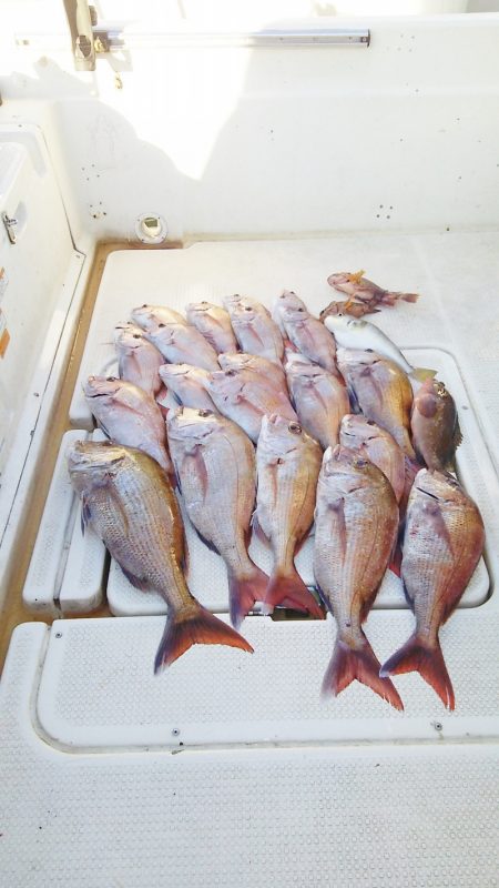 マリンガイド福丸 釣果