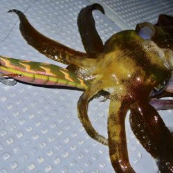 South Current 釣果