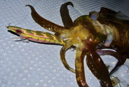 South Current 釣果