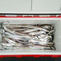 マリンガイド福丸 釣果