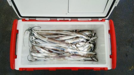 マリンガイド福丸 釣果