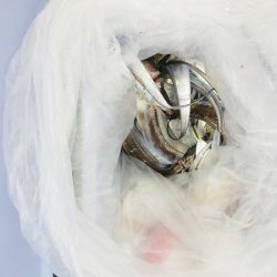 マリンガイド福丸 釣果