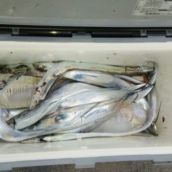 マリンガイド福丸 釣果