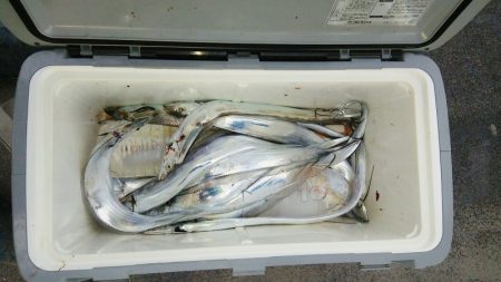 マリンガイド福丸 釣果