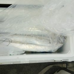 マリンガイド福丸 釣果