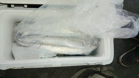 マリンガイド福丸 釣果