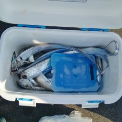 マリンガイド福丸 釣果