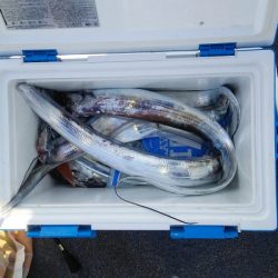 マリンガイド福丸 釣果