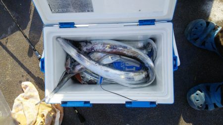 マリンガイド福丸 釣果