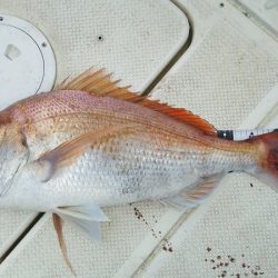 マリンガイド福丸 釣果