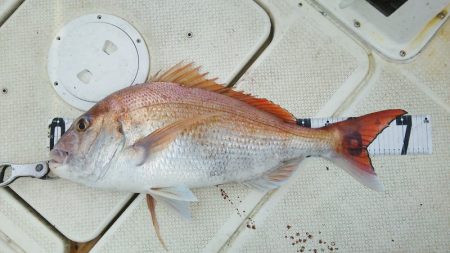 マリンガイド福丸 釣果