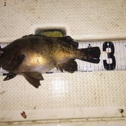 マリンガイド福丸 釣果