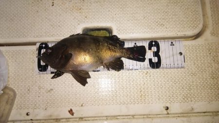 マリンガイド福丸 釣果