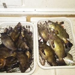 マリンガイド福丸 釣果